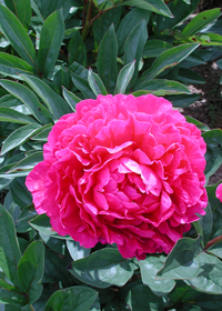Paeonia 'Kansas'